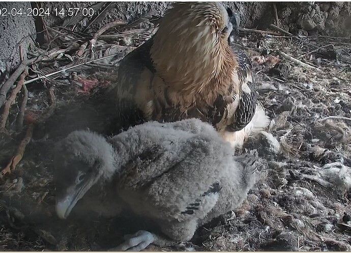 Groß geworden 02.04.24