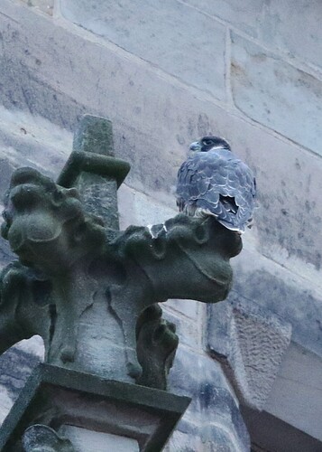 Jungfalke am Abend