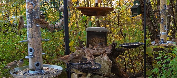 Spatzen am Morgen 09.11.24