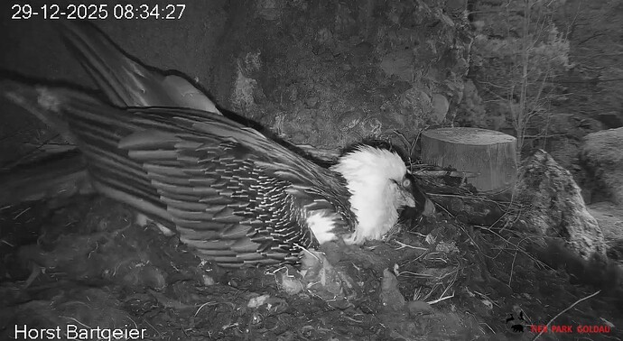 Wolle festtreten 29.12.25