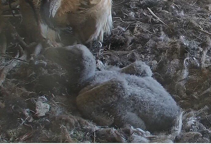 Bettellaute 25.03.24