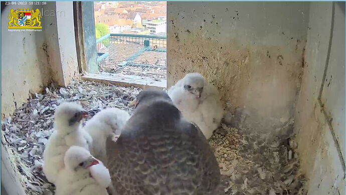 Snap_2023.04.23_18h21m39s_028_