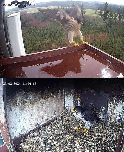 Screenshot_20240222_110130_Samsung Internet