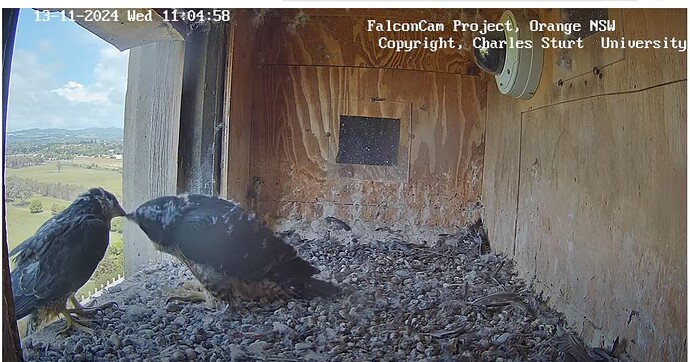 Screenshot 2024-11-13 110427