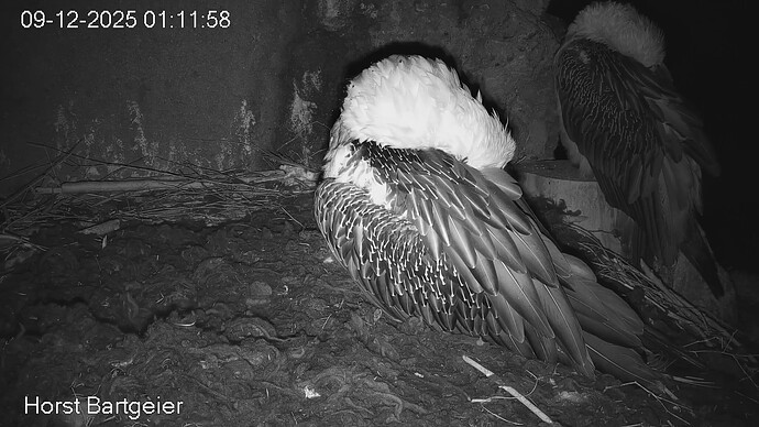 SnapShot-20251209_011258