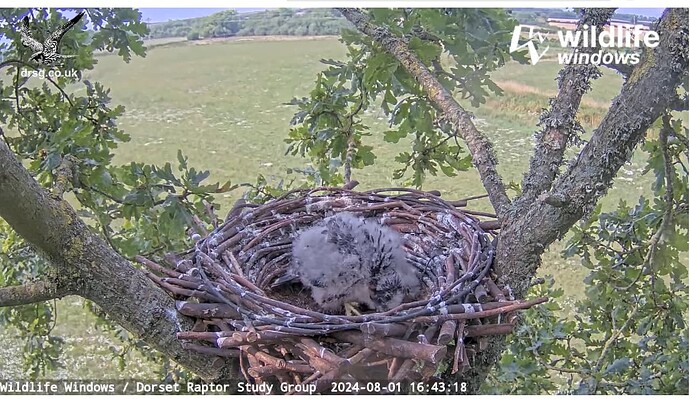 Screenshot 2024-08-01 201811