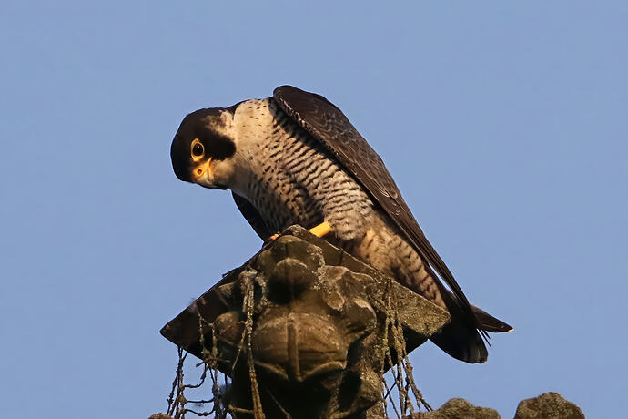 Falco 6a