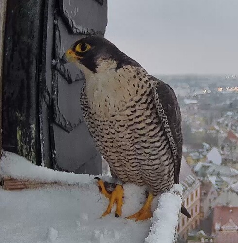 Screenshot_2026-02-03-17-17-06-578_com.android.chrome