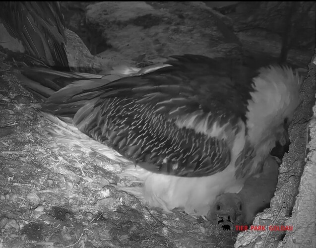 Screenshot_20250330_070922_Chrome