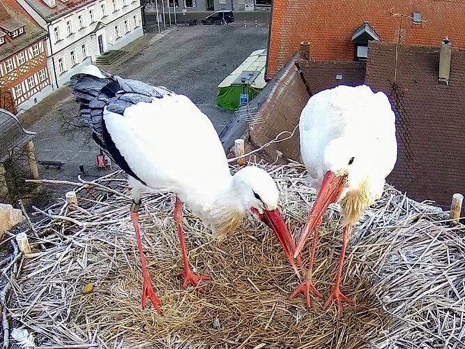 Screenshot_2025-01-22-08-37-41-445_com_1737531711307.android.chrome