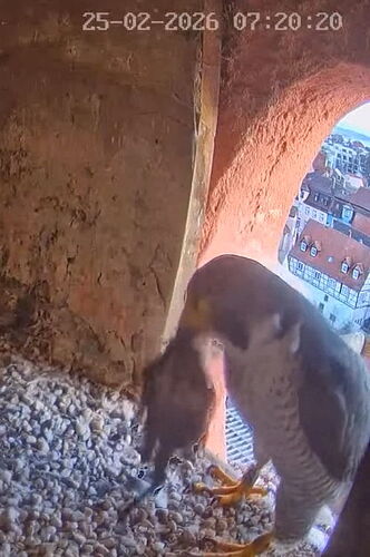 Snap_2026.02.25_08h21m19s_013_