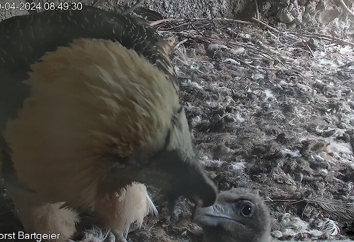 Bartili auf Wanderschaft 09.04.24