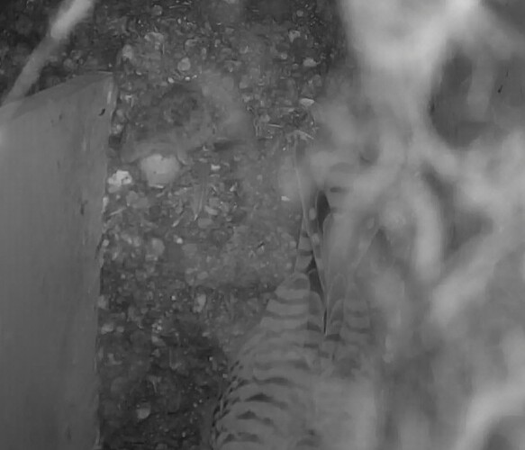 Screenshot_20240807_022648_Chrome