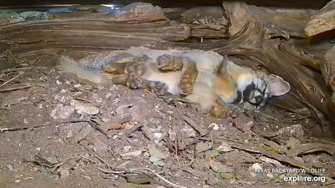 txfx_230608_fxs_resting