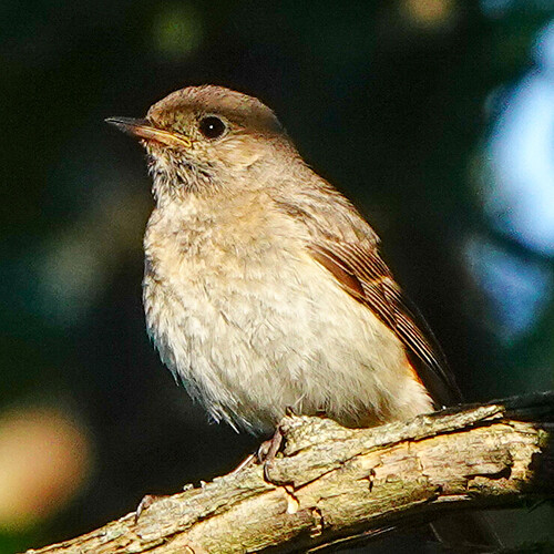 DSC06676