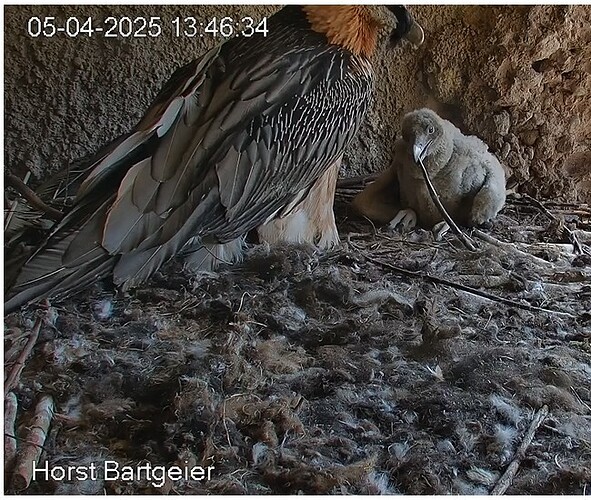 Screenshot 2025-04-05 134339