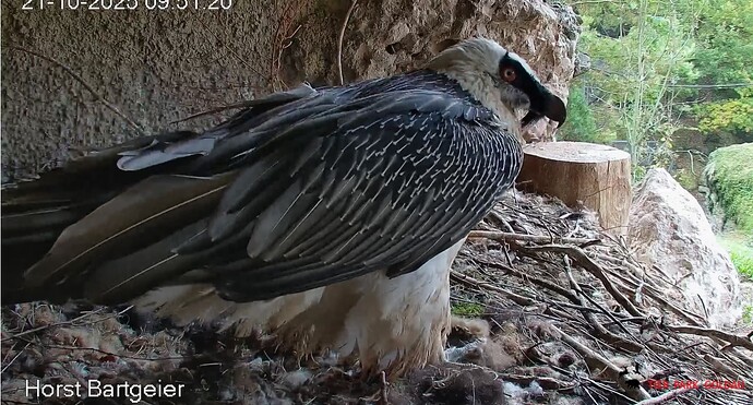 H geht wieder 21.10.25