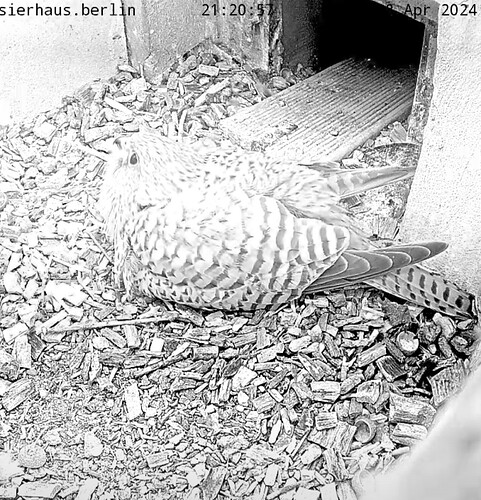 Screenshot_20240418-212135_Chrome