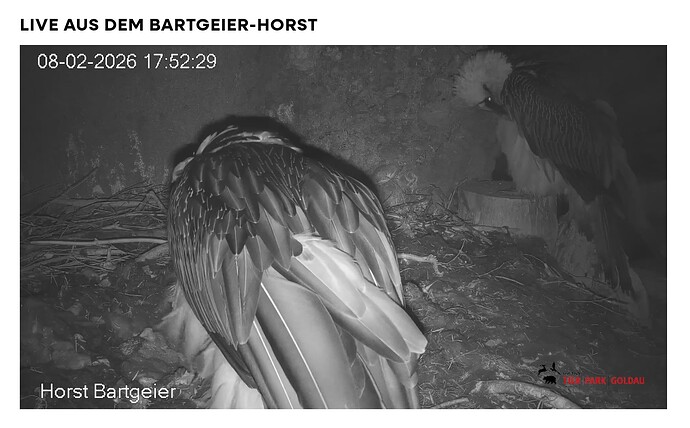 Screenshot_20260208-175333~2