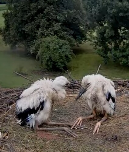 Screenshot_20250708-101810_Chrome