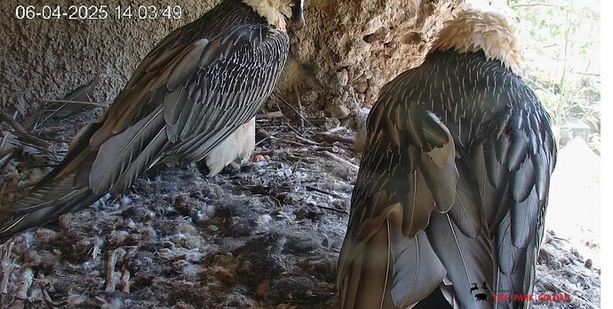 Screenshot_20250406_140456_Chrome