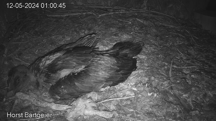 SnapShot-20240512_010151