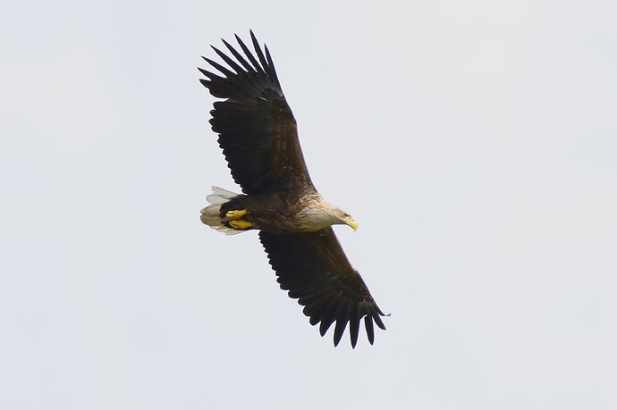 Seeadler 8f