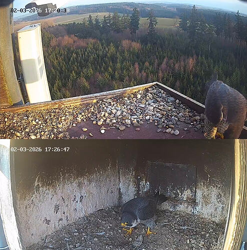 Screenshot_20260302_172039_Chrome