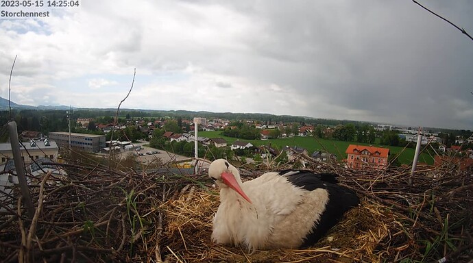 2023-05-15 14_25_47-LIVE Storchennest Freilassing - YouTube und 2 weitere Seiten - Persönlich – Micr