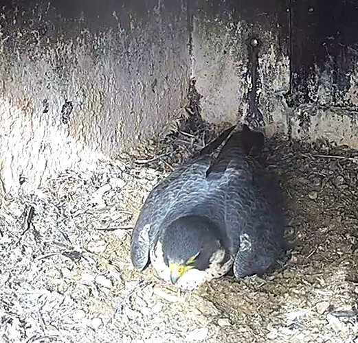 Capture+_2025-10-11-11-40-43(1)