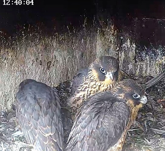 Screenshot_2025-05-25-13-34-38-958_com.android.chrome