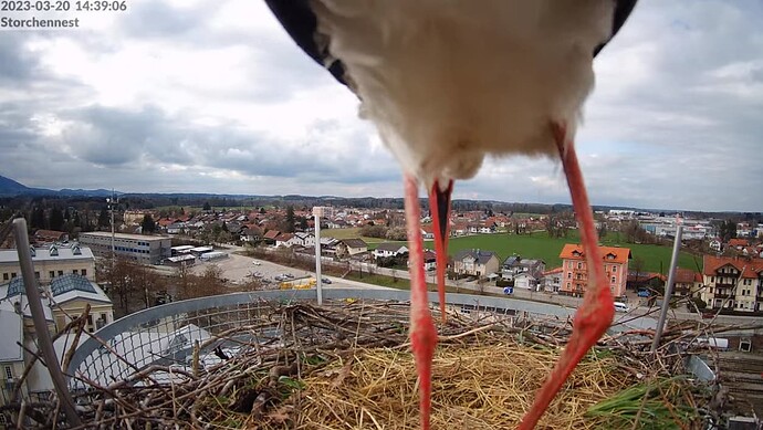 2023-03-20 14_40_24-LIVE Storchennest Freilassing - YouTube und 4 weitere Seiten - Persönlich – Micr