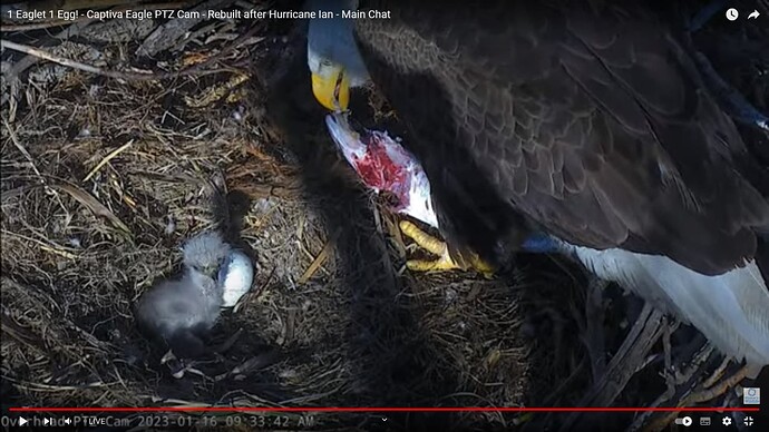 CACC_230116_feed