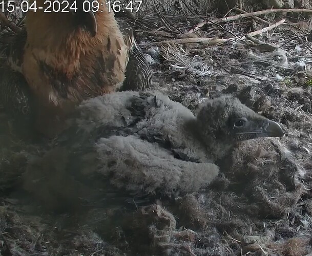 Nach dem Frühstück 15.04.24