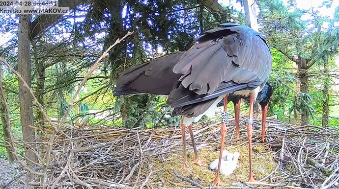 Screenshot_2024-04-28-07-29-48-663_com_1714282882516.google.android.youtube