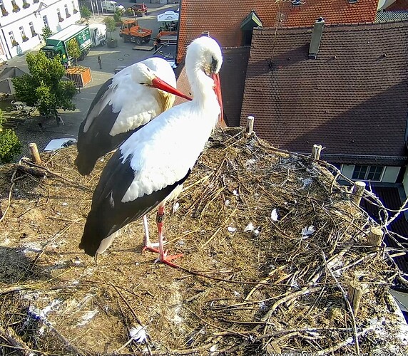 Screenshot_2024-07-19-08-29-51-402_com.android.chrome