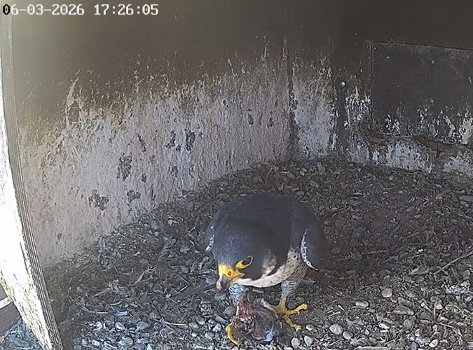 Screenshot_20260306_171923_Chrome