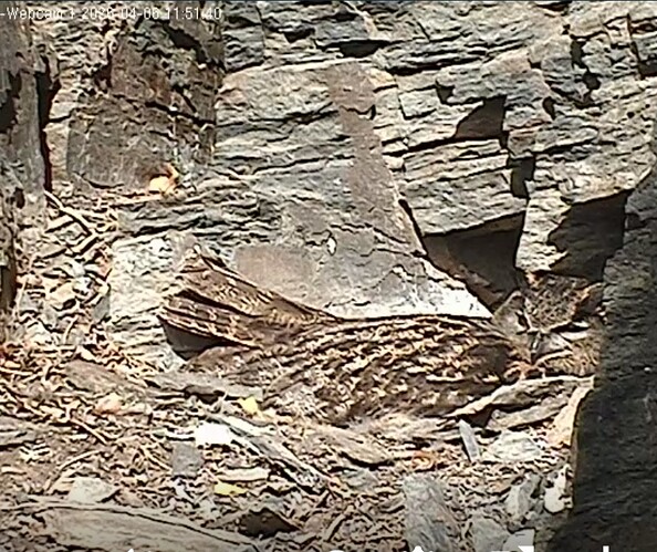 Screenshot_20260406_115421_Samsung Internet