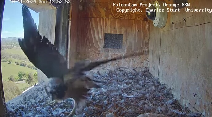 Screenshot_20241110_035315_Chrome