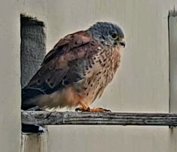 Screenshot_2024-08-25-07-50-46-243_com.android.chrome