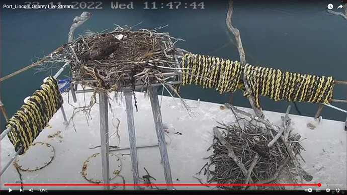 os3_221123_Zoe_low_nest_dove
