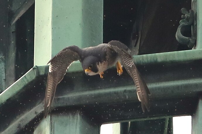 Falco im Flug 3