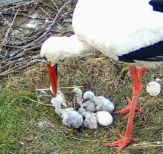 Screenshot_2024-04-28-19-18-05-199_com.android.chrome