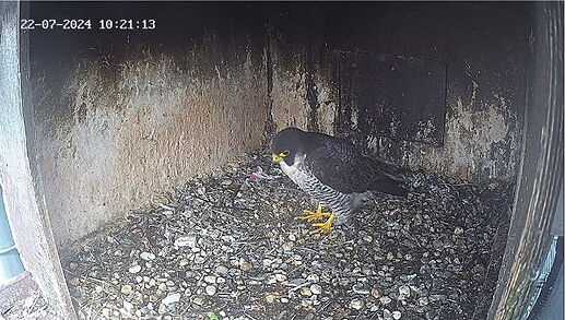 Snap_2024.07.22_11h17m34s_003_