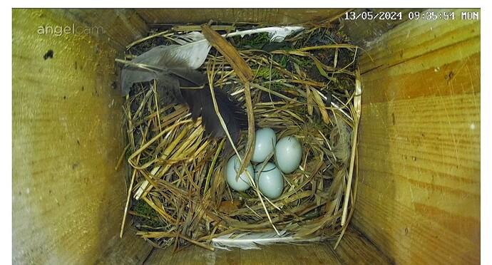 Screenshot_20240513-093913_Chrome