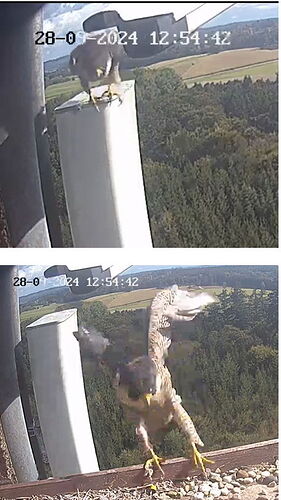 Snap_2024.09.28_13h58m10s_005_