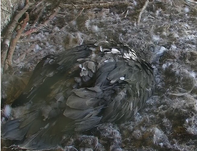 weiterhin müde 10.05.24