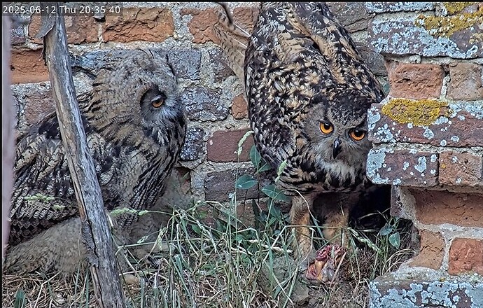 Screenshot 2025-06-12 203113