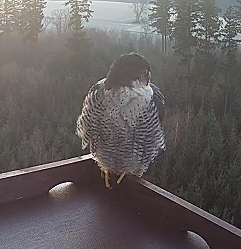 Screenshot_20240130_074429_Chrome