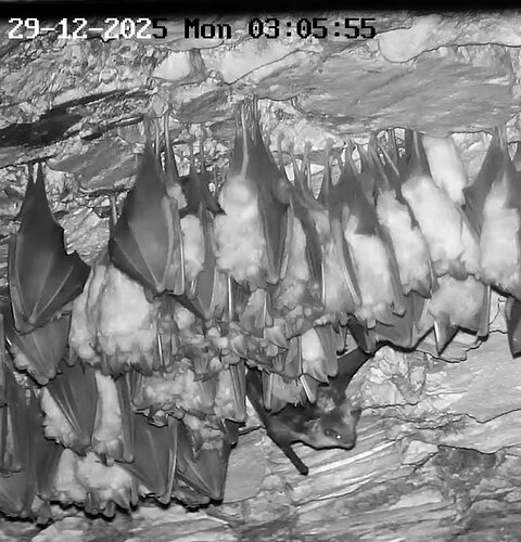 2025-12-29 ab 01.00_8Glattnase bei den Hufis